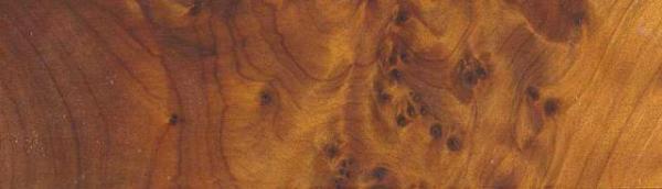 Thuja Maser