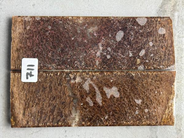 Stabilisierter Dinoknochen - 5
